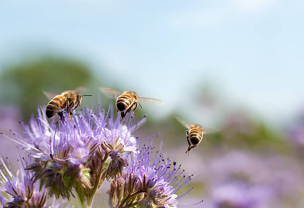 bee air trip, three shots combined